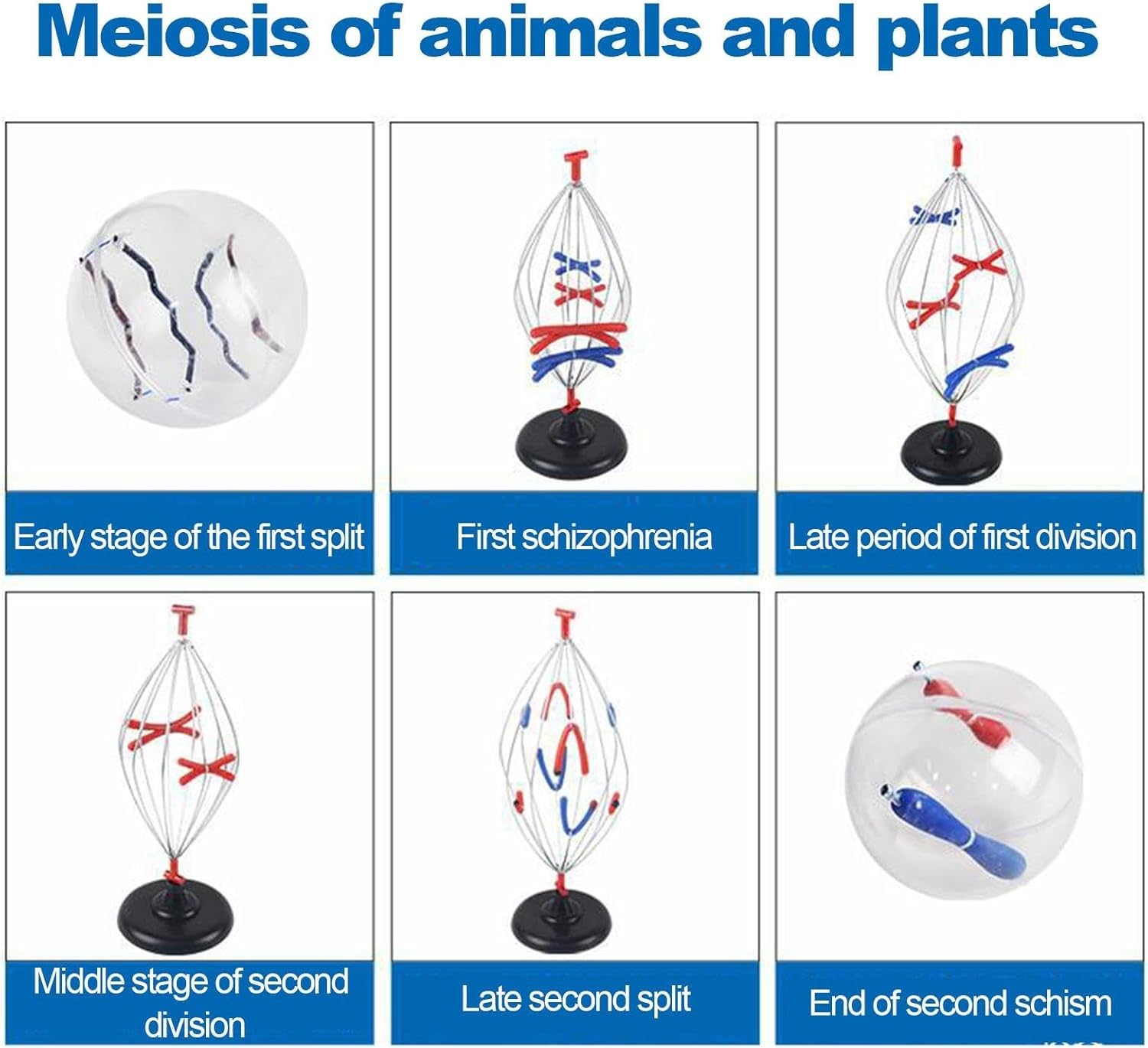 Biologische Zellmodelle, 9 Teile Tier- und Pflanzenzelle Mitose und Meiose-Modell, Wissenschaft Anatomie Zelle und Mitose Modellset für Biologie Lehrhilfe