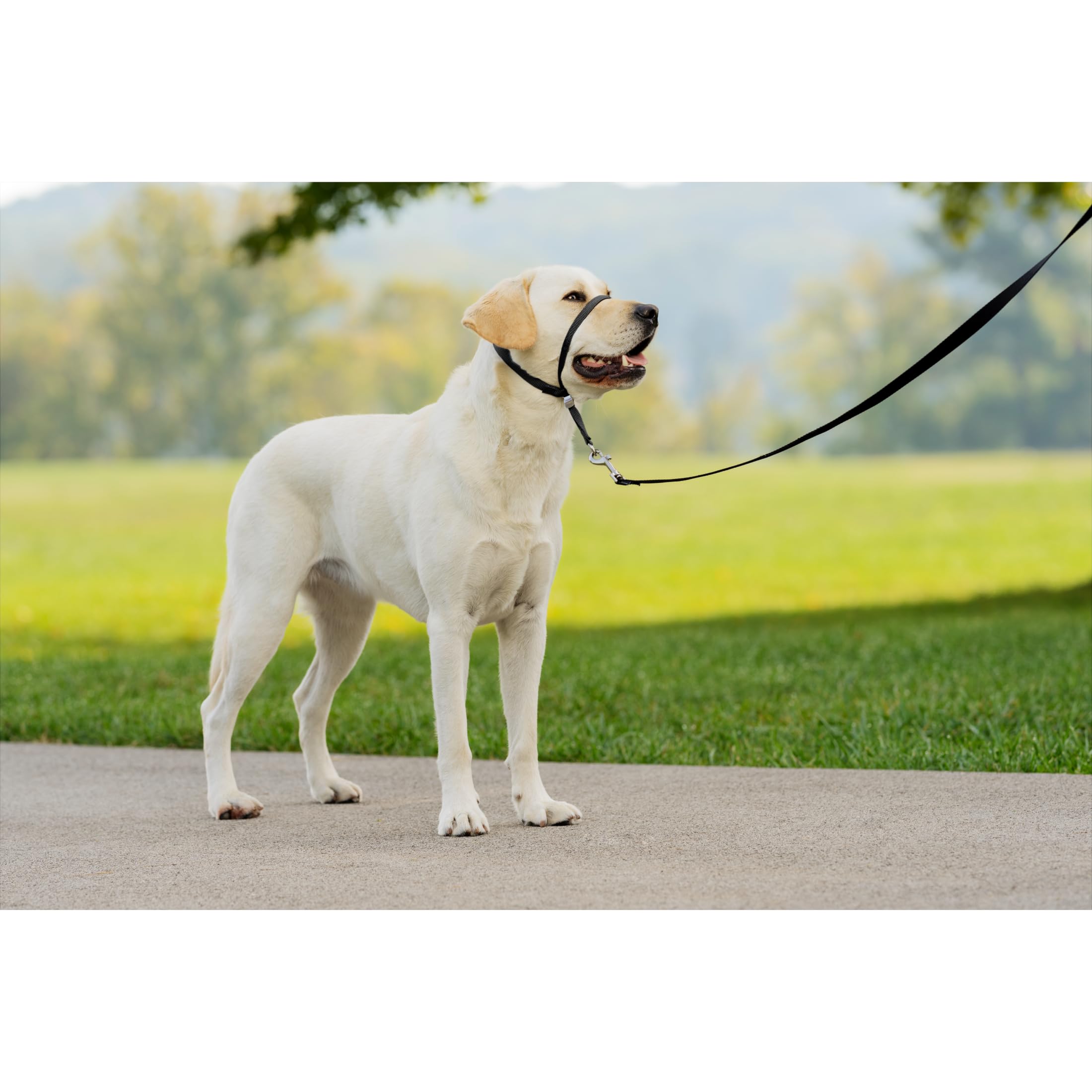 PetSafe - Collare a cavezza Easy Walk per cani di taglia grande (L), comoda, anti-trazione, con guinzaglio in nylon (incluso) - Nero