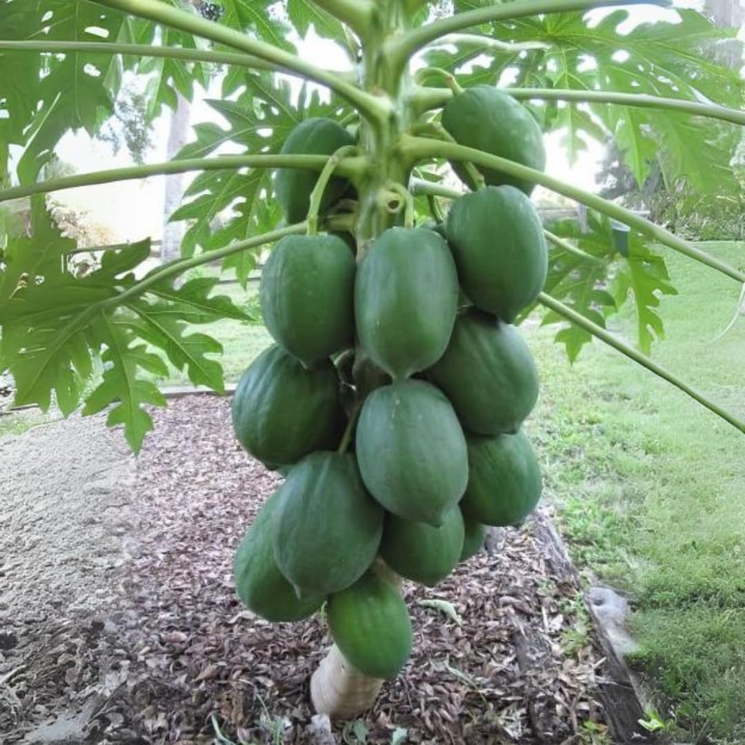 Nursery Live Rare Papaya Fruit Plant (Dwarf Papaya, Hybrid) Exotic 1 Live Fruit Plant (B09ML3CQRK) Amazon Price History, Amazon Price Tracker