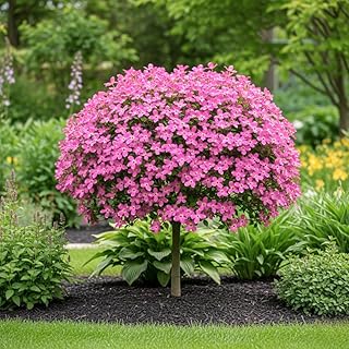 Set 2 Pink Dogwood Trees for Planting Outdoors, 6 to 12 Inc Tall in 2.5" Pot, Pink Flowering Dogwood Trees Live Plants, Pink Dogwood Tree Plants