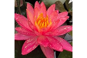 Nymphaea Wanvisa Red Hardy Water Lily Plant That Produces Vibrant Flowers In The Pond