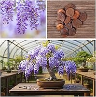 Vista 5 de Chinese Wisteria Bonsai Tree Seedling for Planting - 1 Year Old Well Rooted Seedling - Fast-Growing Ornamental Tree with Violet-Purple Flowers and