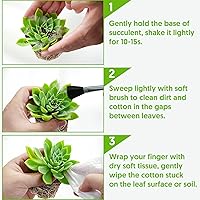 Vista 7 de Cotyledon Pendens de 4 pulgadas, suculenta viva completamente enraizada en macetas con mezcla de tierra, planta doméstica rara para la decoración