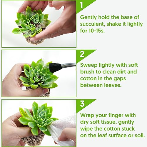 Miniatura 3 de Sprout N Green Echeveria Linde Anna, planta suculenta viva totalmente enraizada en macetas de 4 pulgadas con mezcla de tierra, planta de interior