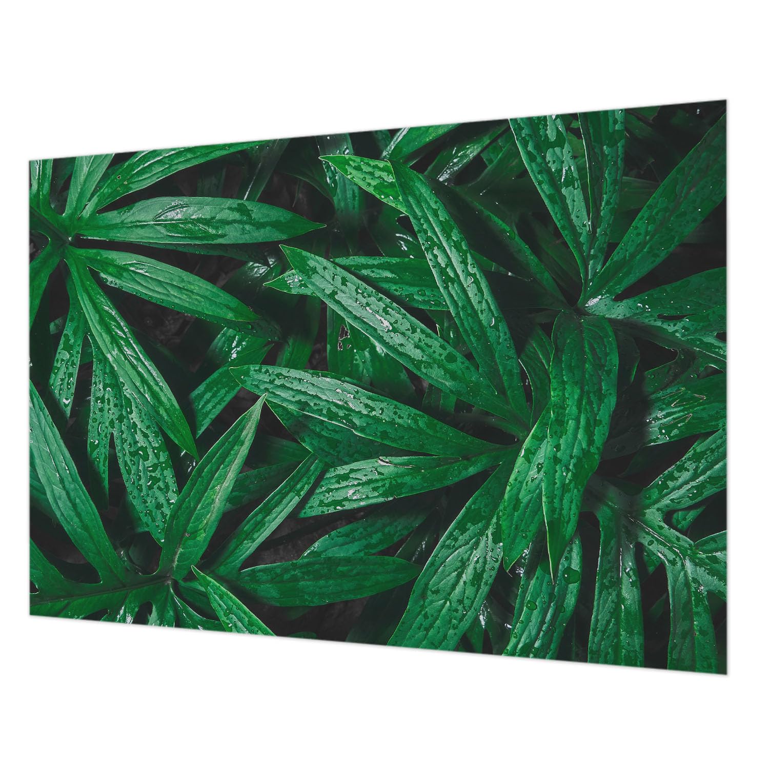 Papier peint intissé verdure pour transformer votre chambre en oasis