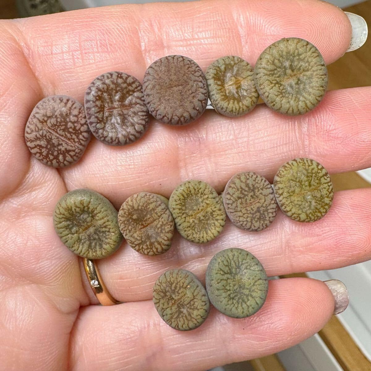 5-2 多肉植物 リトープス 流水日輪玉 セット