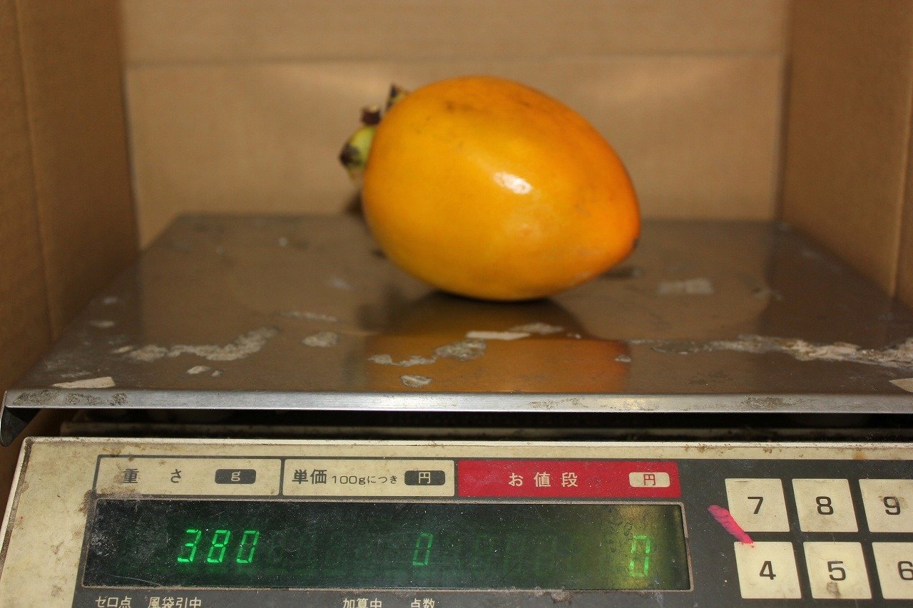 干し柿用:愛ある愛媛県産♥愛宕柿（渋柿）20kg Amazon.co.jp: 愛媛産 渋柿（愛宕柿）大～中サイズ20k（家庭用