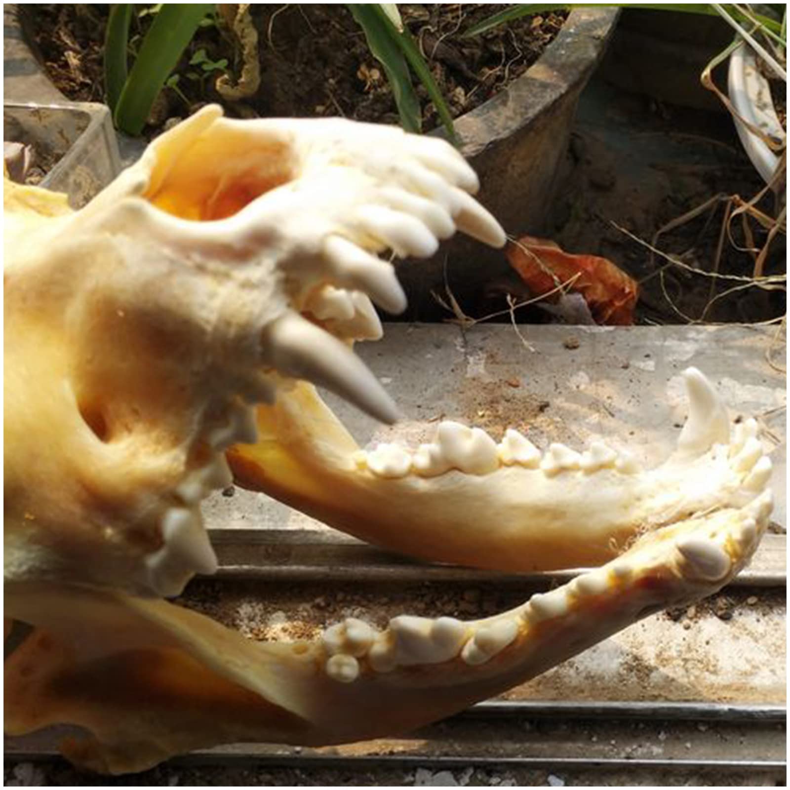Crâne de chien véritable – Taille réelle – Taxidermie, fournitures d'art, vétérinaires, médicaments, bureau, bar, décoration