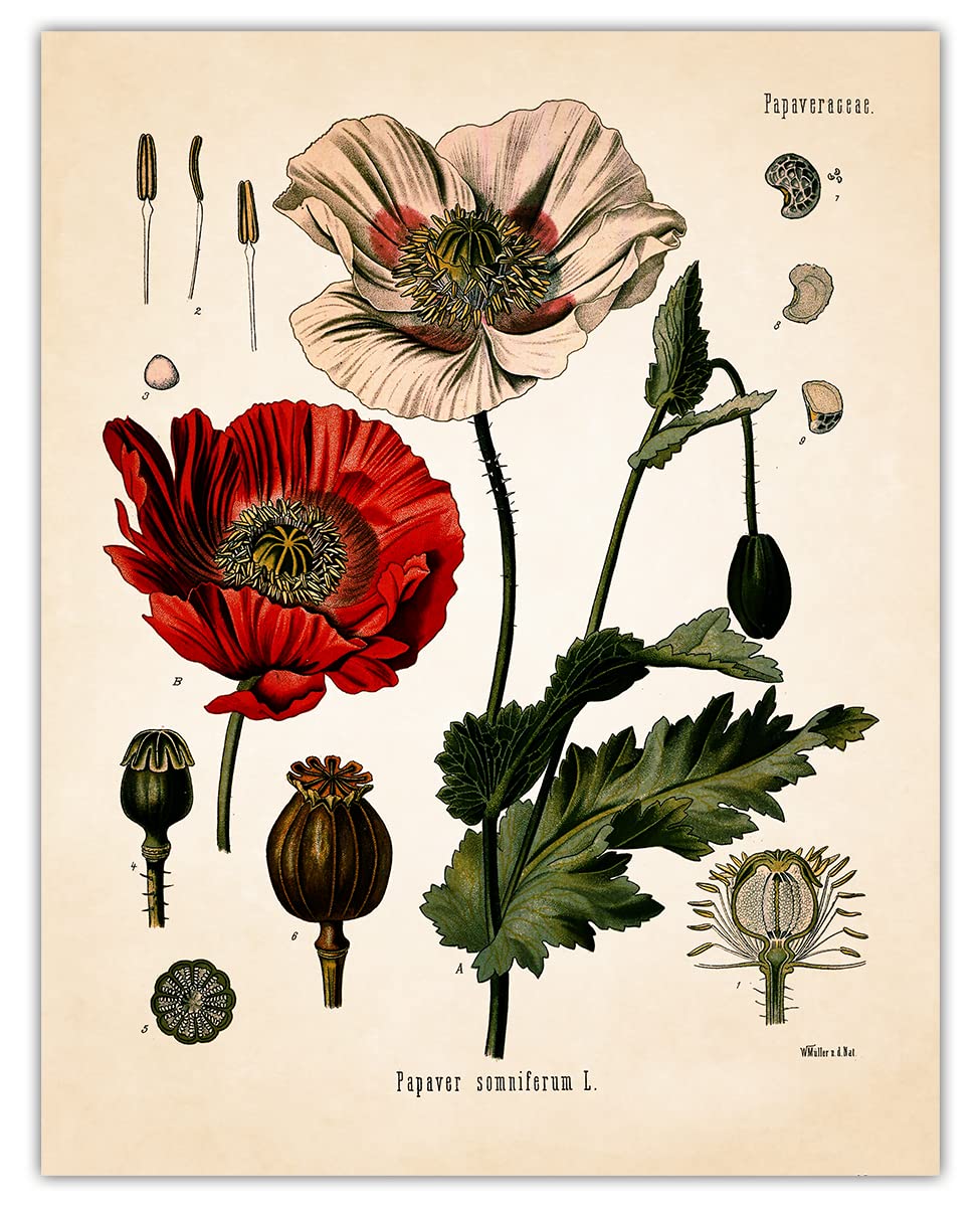 Amazon.com: Vintage Opium Poppy Botanical Wall Art - Give Your