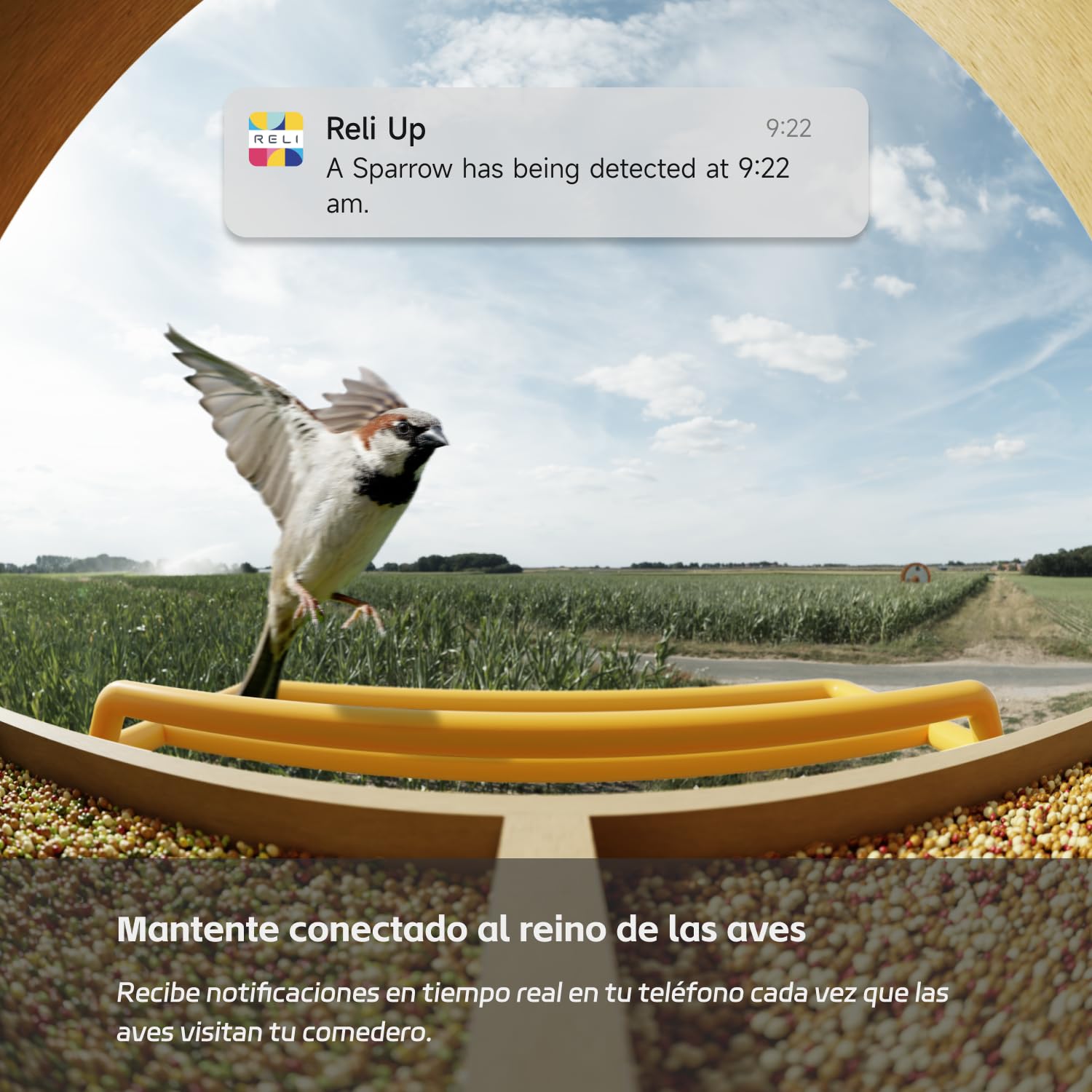 RELI Birddy - Comedero inteligente original para pájaros con cámara alimentada por energía solar, material duradero GreenTough con cámara de observación de pájaros, identificación de IA, vista en vivo