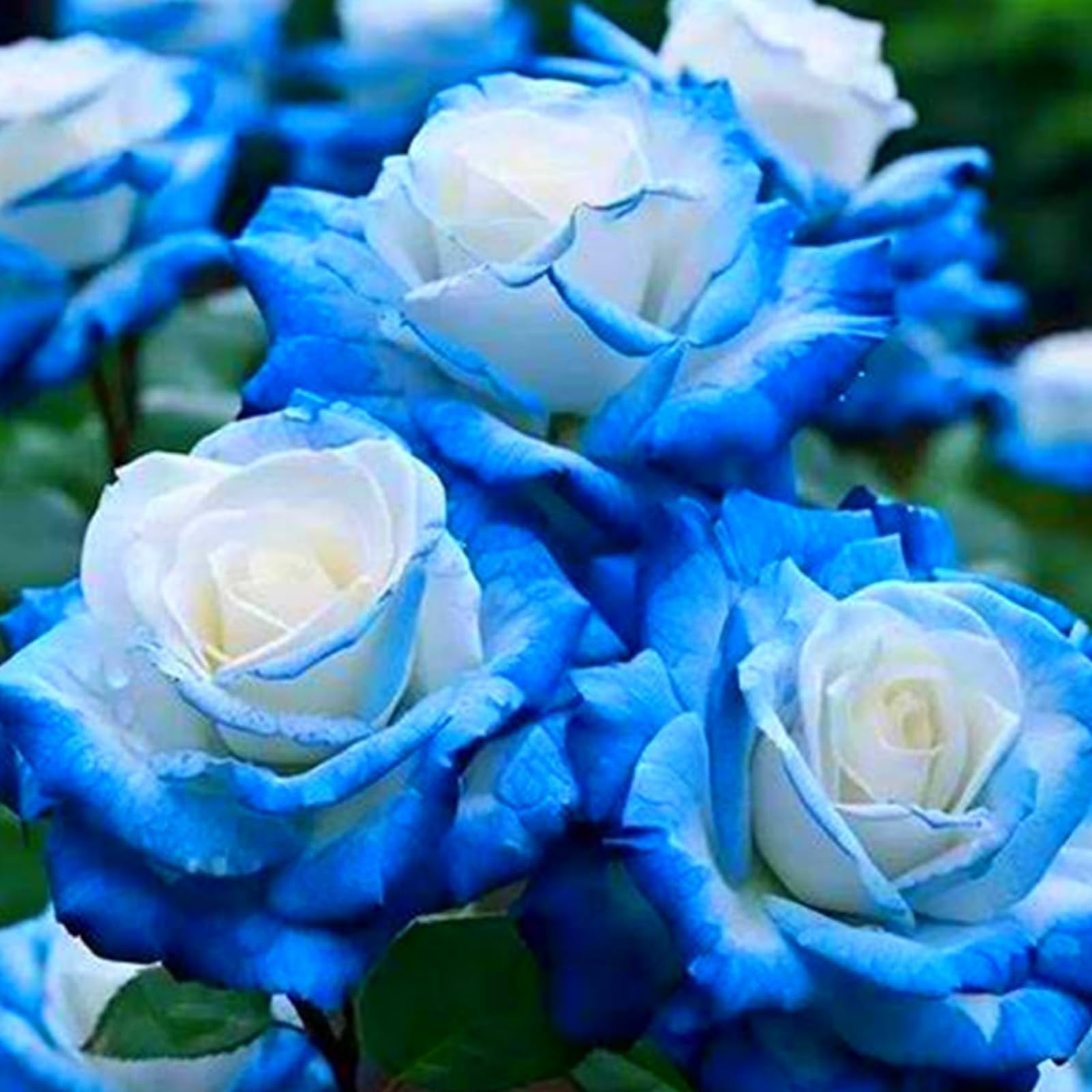 Mix Greening Flower, Now UK, Plant Bulbs, Hardy Perennial, Rose Bulbs, Strong Plant, Easy Plant, Excellent Display, Rare Plants, 5bulbs-d