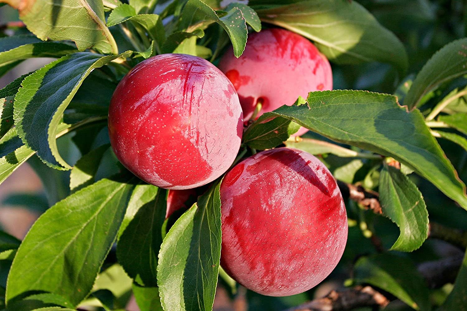 Mphmi Live Plant Nursery NCR Live Fruit Plum Plant Dwarf Rare Hybrid Aloo Bukhara Tropical - Healthy Layering Exotic Plants for Balcony (B0C3B9P34K) Amazon Price History, Amazon Price Tracker