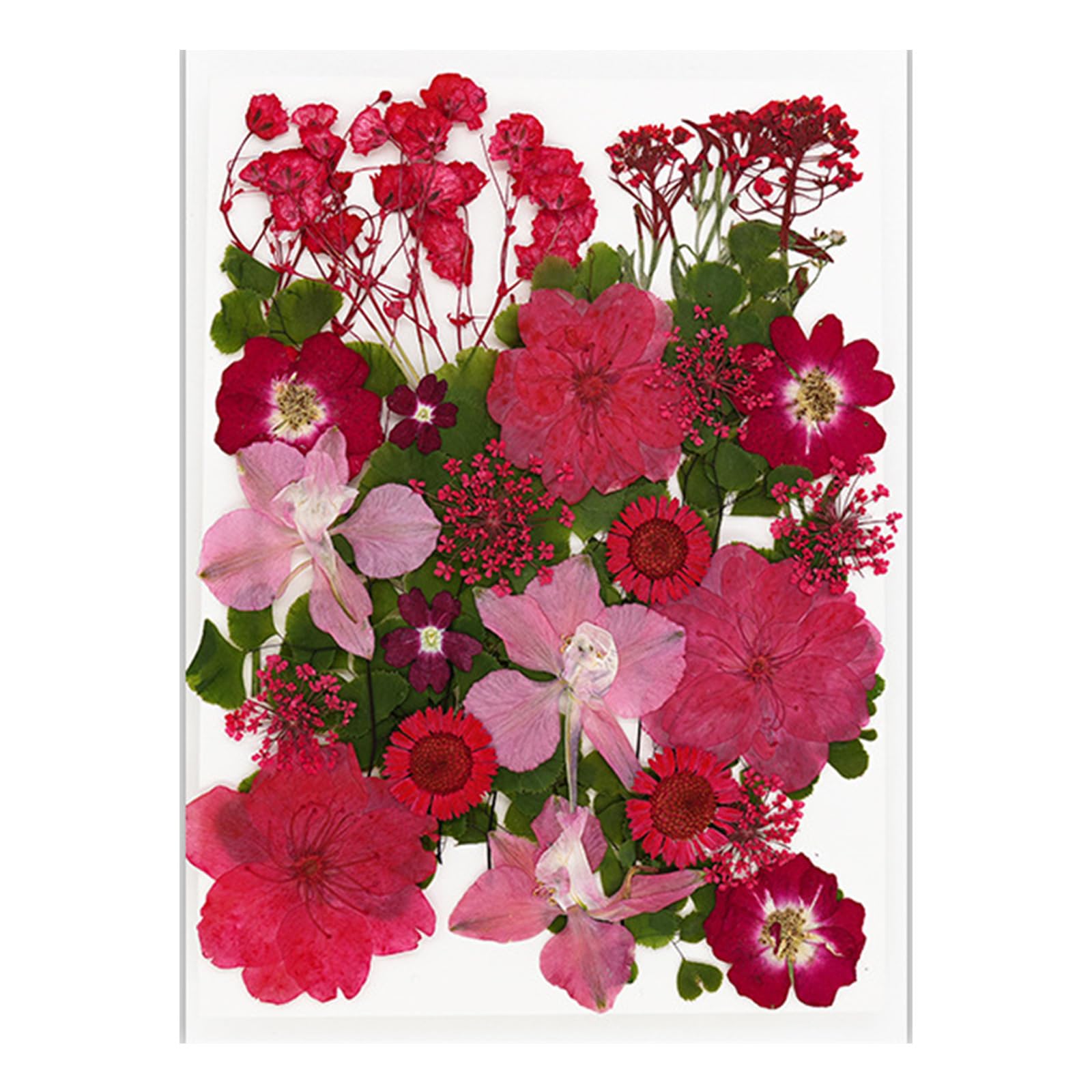 carotoe Dried Pressed Flower for Resin Molds Natural Dry Flower Leaves for Art Craft Supplies Scrapbooking Jewelry Making Natural Dried
