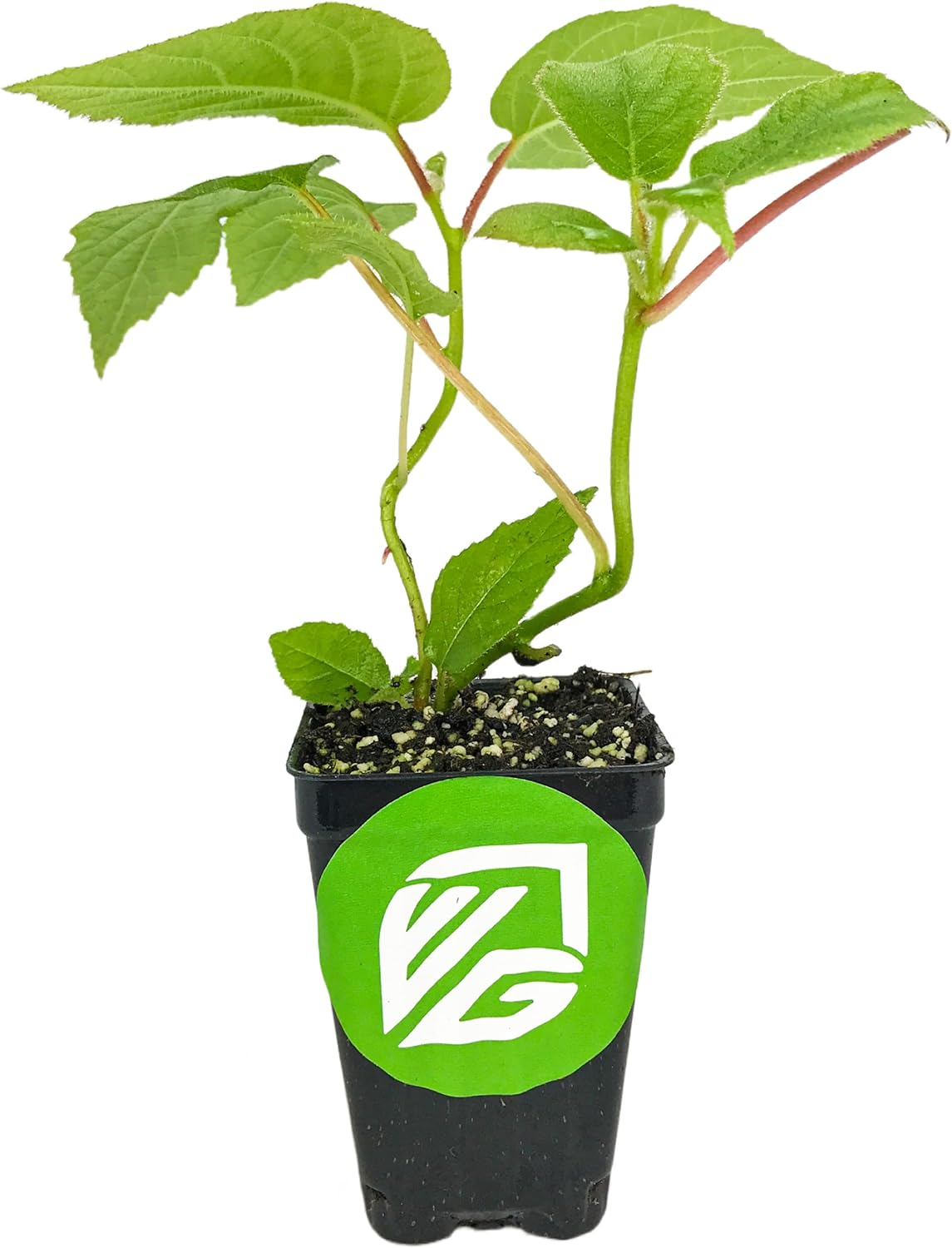 2 Vincent Female Kiwis & 1 Tomuri Male Kiwi (Actinidia chinensis) Bundle by Wellspring Gardens - Thriving Kiwi Plant Pairing - Perfect for Southern Gardens, Pollination Duo (3-Pack)
