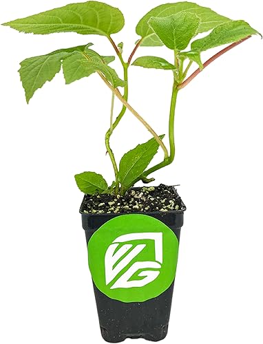 Miniatura 2 de Vincent Female Kiwi Live Vine Plant - Actinidia chinensis by Wellspring Gardens - Cultiva tus propias vides de kiwi en una cerca, recipiente o