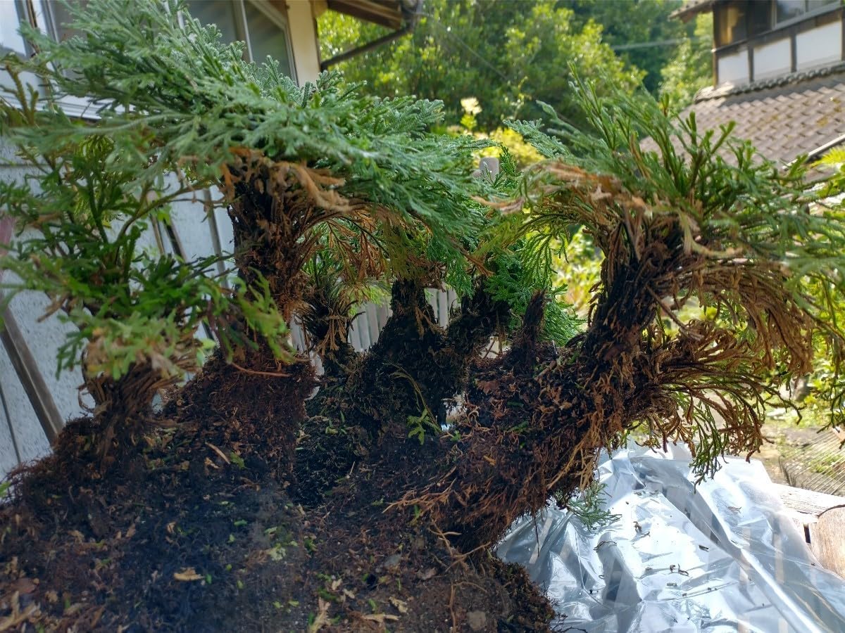 正規品，新作登場 盆栽 植木 葉の締まった特選巨大岩松 岩ヒバ ④