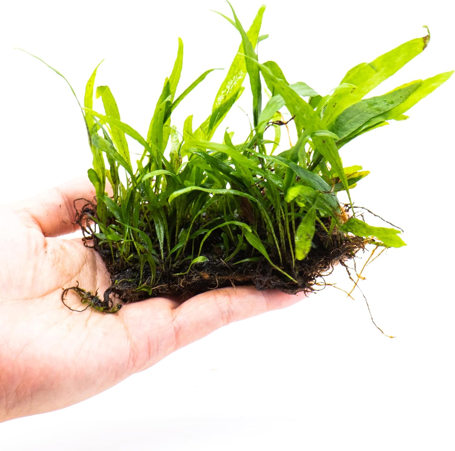 Amazon.com: Java Fern Live Aquarium Plants – Windelov, Narrow Leaf ...