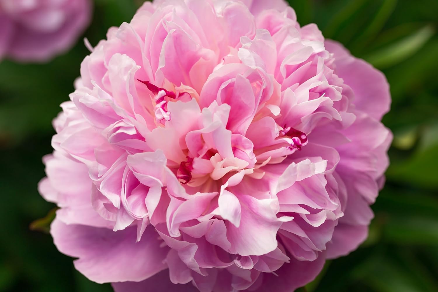 5 Premium Peony Roots for Planting - Great Fall Planting