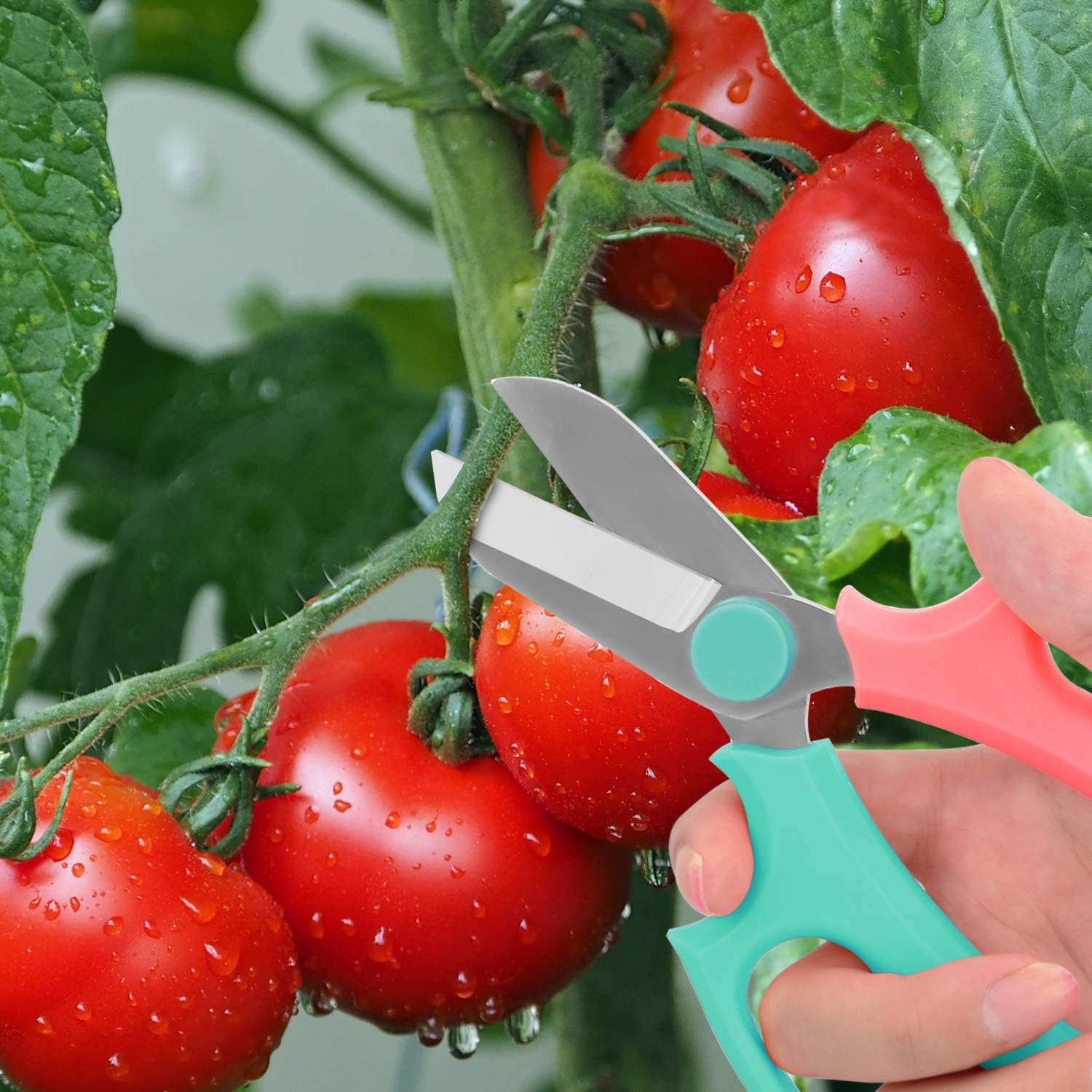 Housolution Floral Shears, Premium Steel Garden Pruning Shears Floral Fruits Leaf Scissors Hand Pruner Snip Trimming Tool for Gardening Flower Arrangement, Turquoise + Pink : Patio, Lawn & Garden