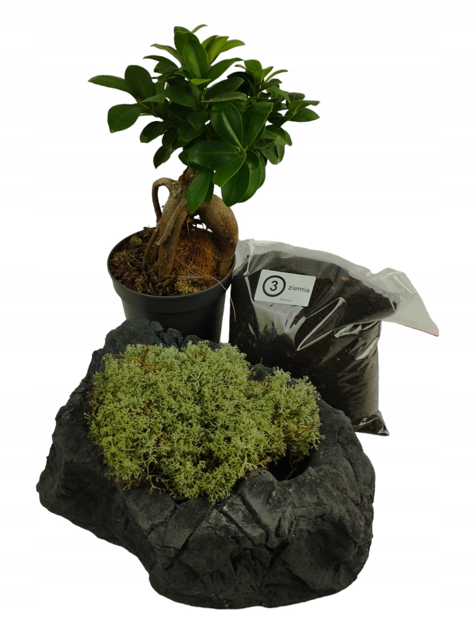 Kit de culture de bonsaï - Pot de fleurs pour bonsaï, mousse, bonsaï