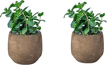 SMPLY. - Mint Plant - Pack of 2 - Height: 20 cm - Pot 10 cm - Aromatic Grass for Indoor and Outdoor - Urban Garden and Garden - Easy Care