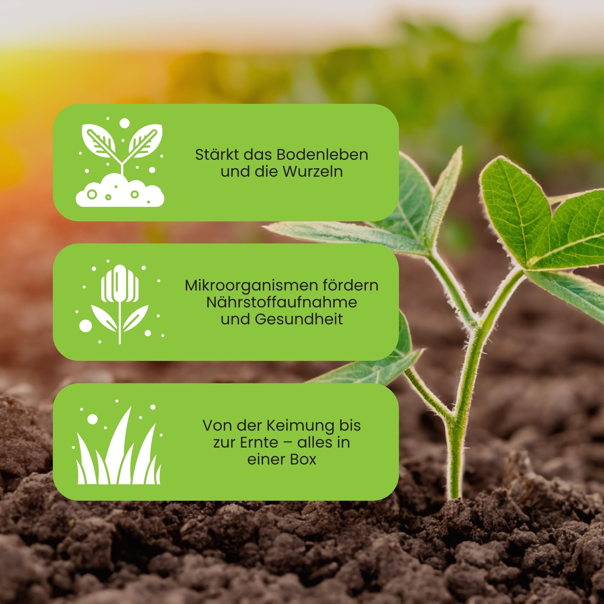 Big Box – organischer Dünger & Pflanzendünger für Gemüse, Kräuter & Blumen – 5-teiliges Set für Wachstum, Blüte & Wurzeln – für 20–50 Pflanzen