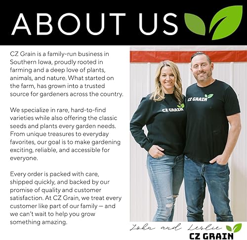 Miniatura 7 de Bombillas de caladio elegantes para plantar (2 bombillas)  Plantas de interior o exterior de crecimiento fácil y rápido (blanco Queen)