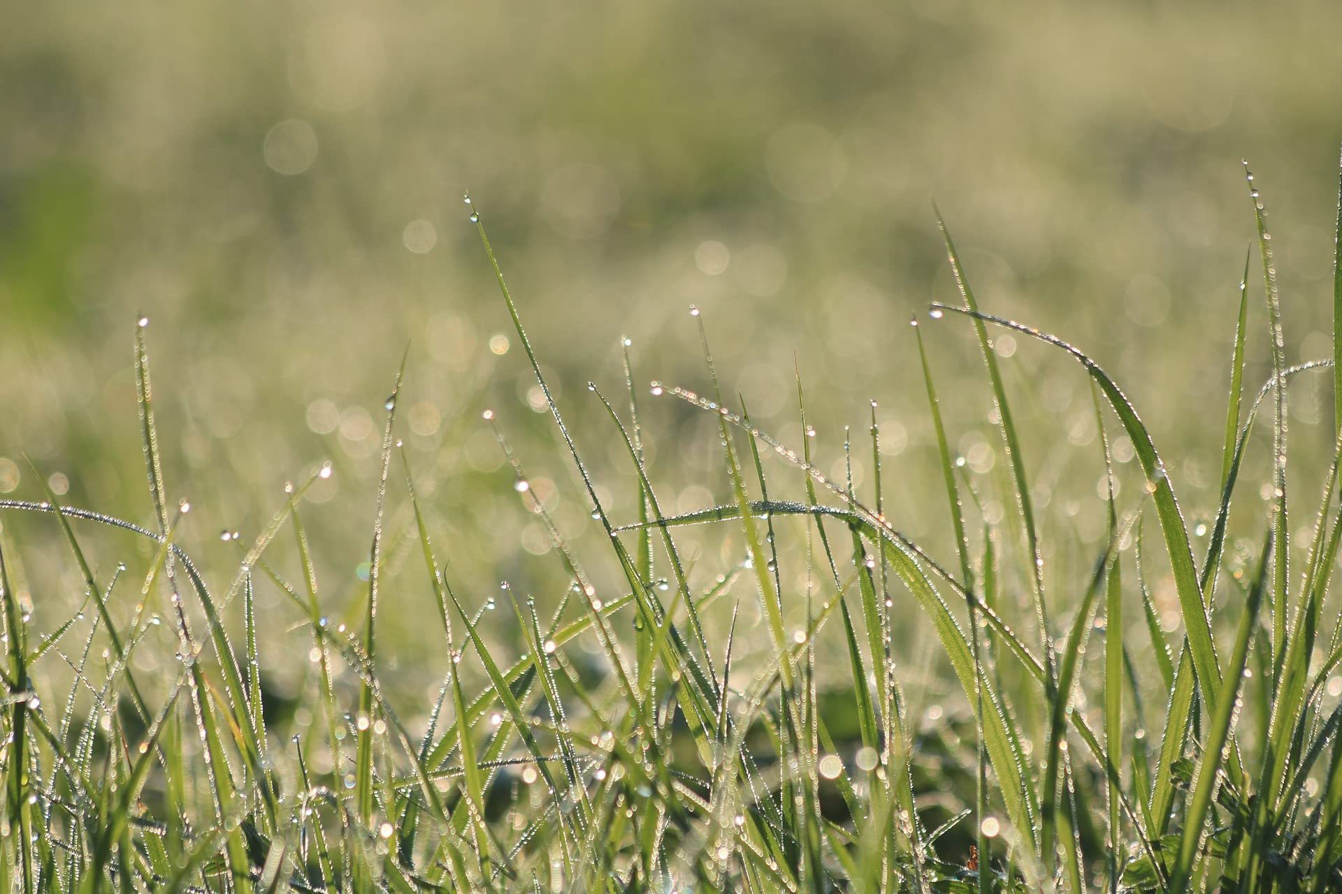 Traditional Meadow Grass Seed Mix Specially Mixed Grasses Perfect for Mixing with Wildflowers to Create Your Own Wild Flower Meadows (5Kg)
