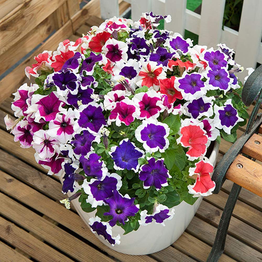 Buy4seeds 50 Seeds Petunia grandiflora f1 Double Pirouette Useful for Garden and Outdoor