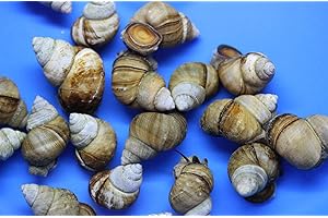 Trapdoor Pond Snails: A Dozen Live Snails for Aquarium Maintenance