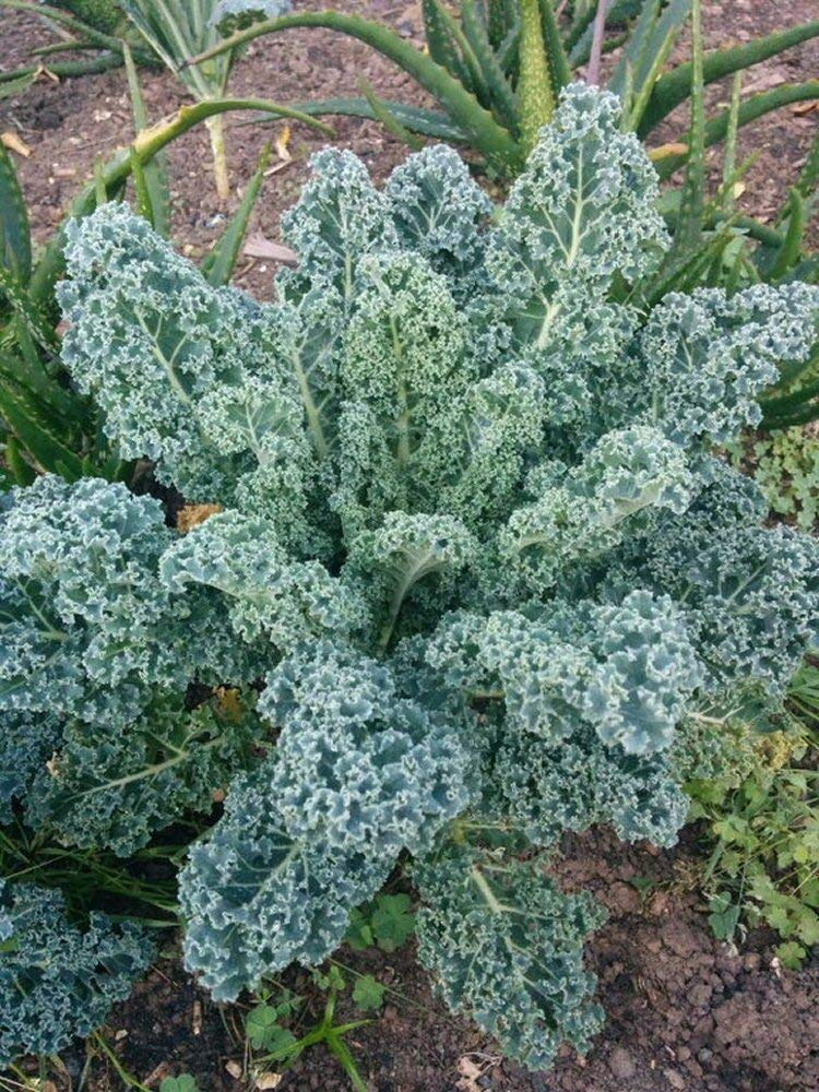 Viridis Hortus - Kale - Dwarf Blue Curled 2,870 (10g's Approx.) Vegetable/Fruit Seeds