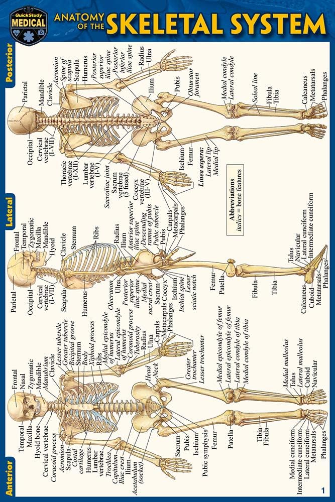 Anatomy of the Skeletal System