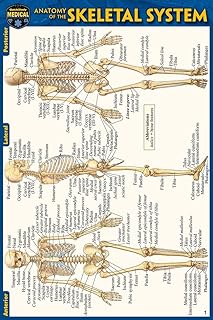 Anatomy of the Skeletal System