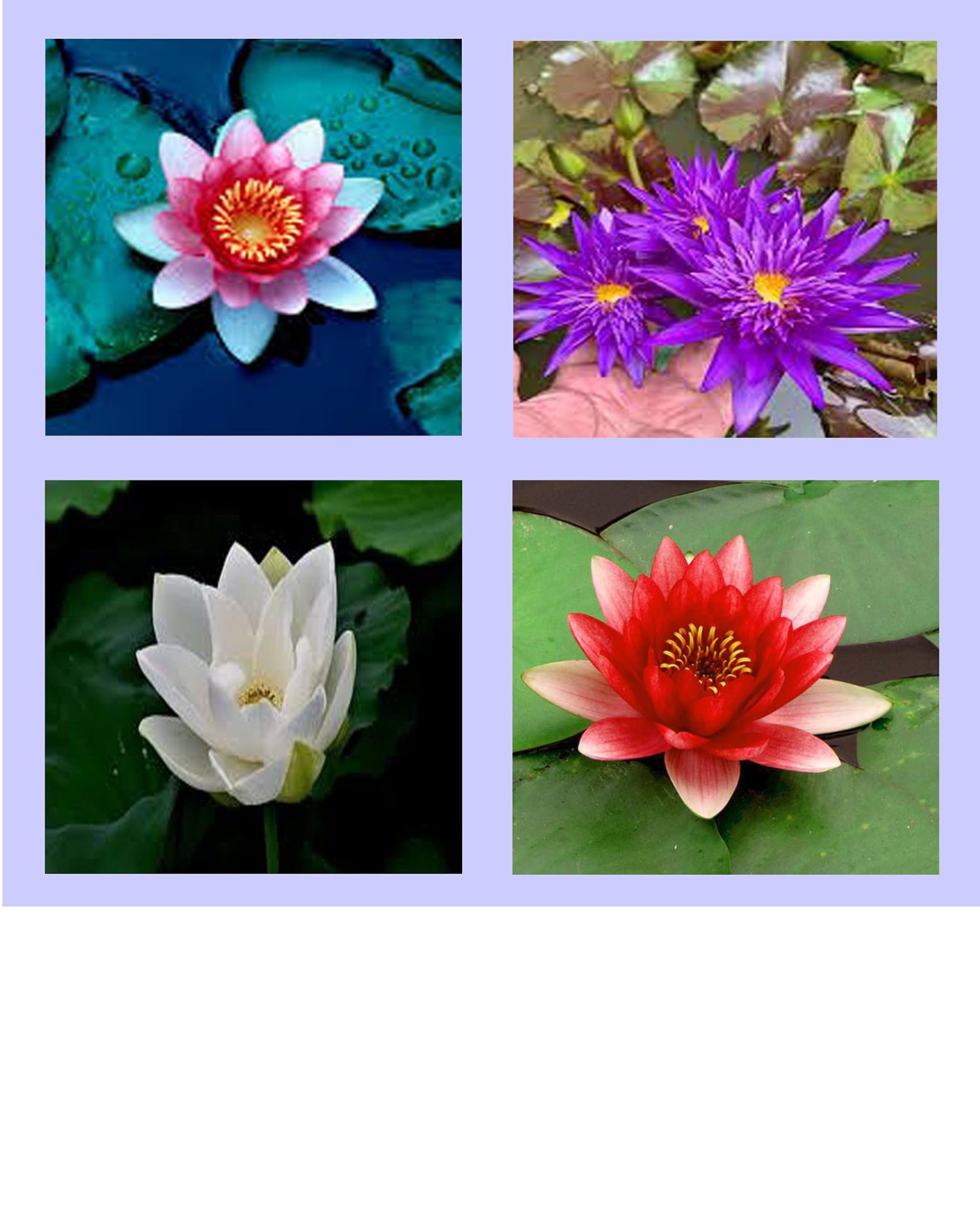 Egiptian Lotus Seeds (Rare), Four Mix Color (Red, Pink, White, Blue), Easy Bowl Grow in All Seasons (Indoor/outdoor) 10 Seeds, Water lily, Kamal (B09MG6VDZK) Amazon Price History, Amazon Price Tracker