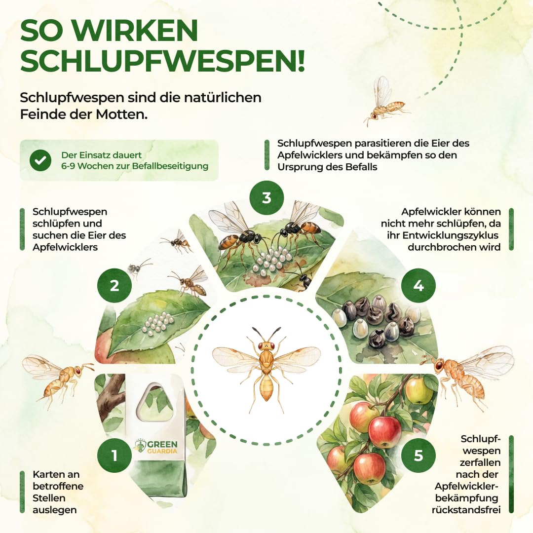 GREEN GUARDIA Schlupfwespen gegen Apfelwickler - 3 Karten à 3 Lieferungen - Effektive Bio-Bekämpfung gegen Apfelwickler, Alternative zu Apfelwicklerfalle, Spritzmitteln, Nematoden & Pheromonfallen