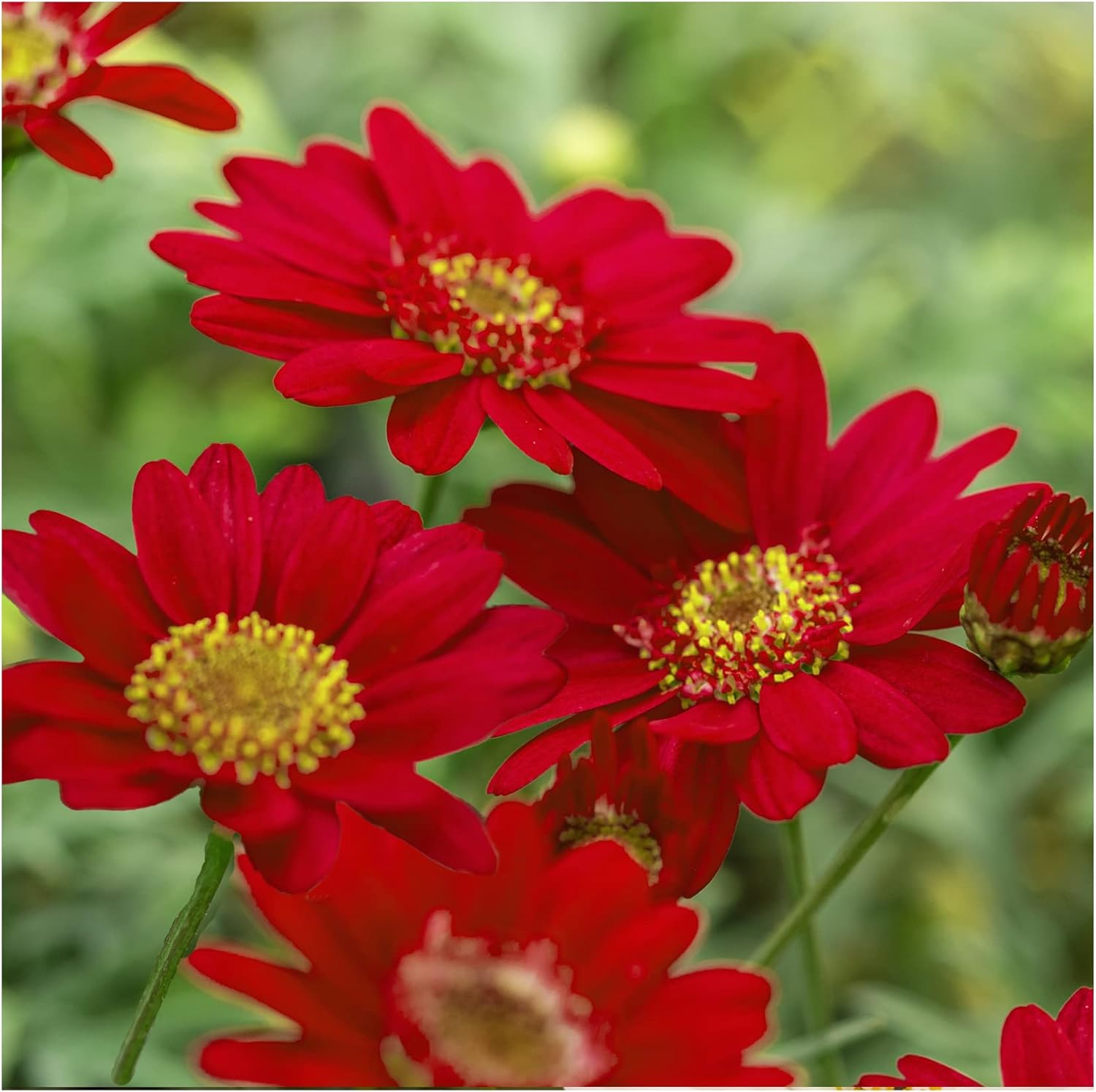 Argyranthemum Red 6 Plug Plants Container/Basket Plants. Beautiful Bedding Plants Plants