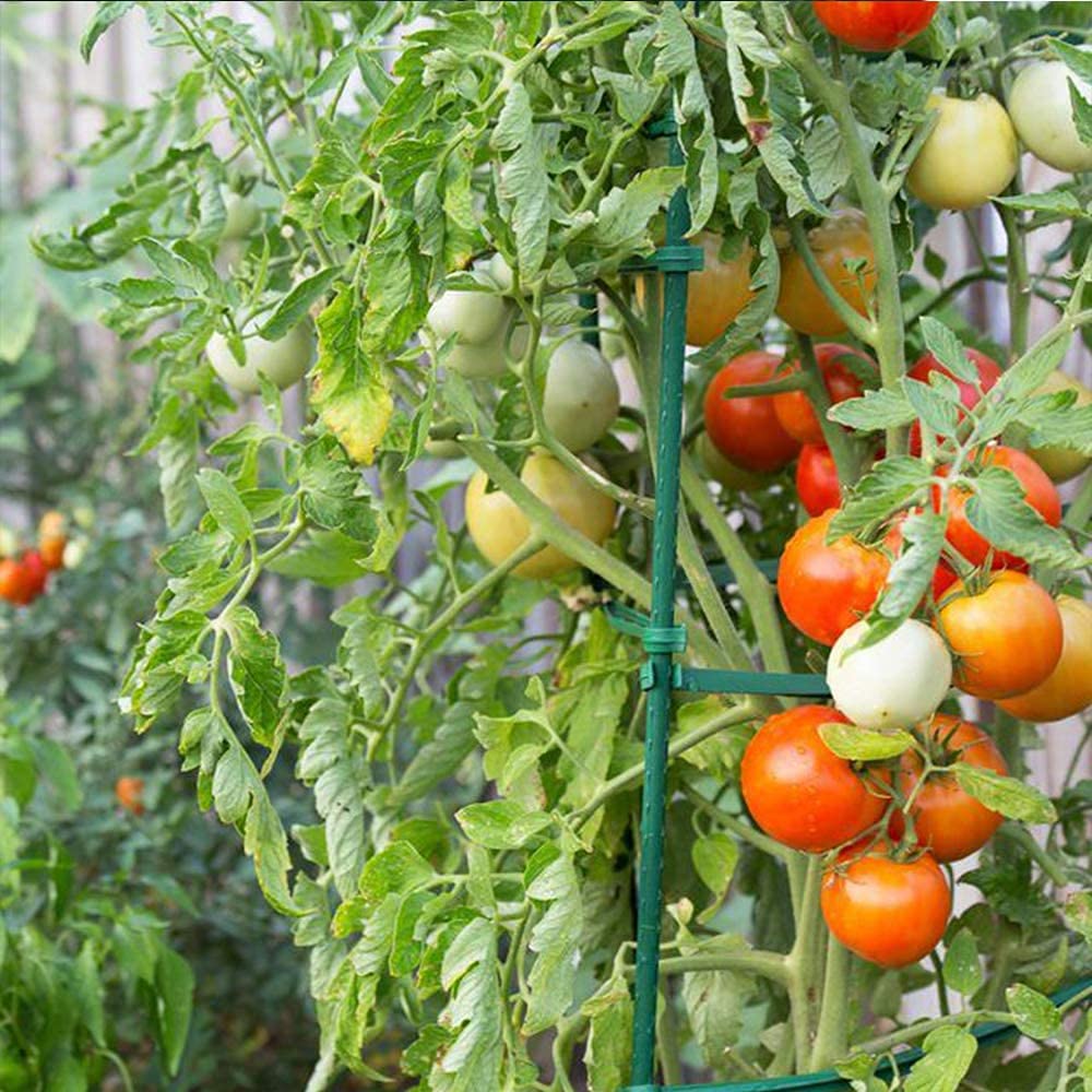 Confezione da 25 da giardino in metallo e plastica, per piante rivestite, supporta l'arrampicata per pomodori, bagni, cetrioli, recinzioni, fagioli, 40 cm