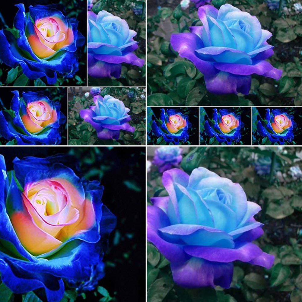 Potato001 50 Pcs Rare Blue Pink Roses Plant Seeds Balcony