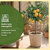 Meine Orangerie Meyer Lemon - Real Citrus Plant - Refined Lemon Tree - Citrus Lemon 'meyeri' - Meyer Lemon - Fruit Ripening Lemon Plant in Gardener Quality (Mezzo [M])
