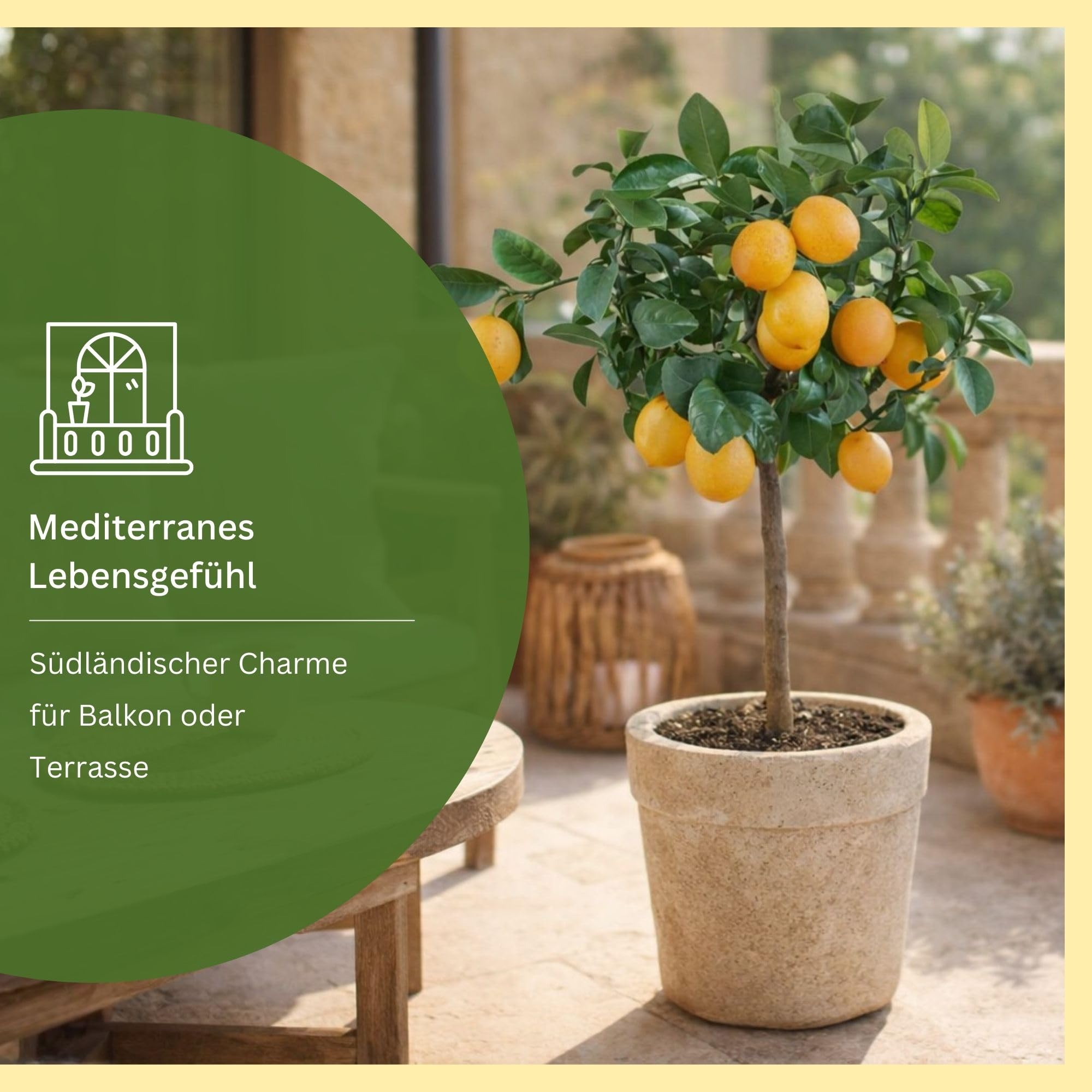 Meine Orangerie Meyer-Zitrone - echte Zitruspflanze - veredelter Zitronenbaum - Citrus limon 'meyeri' - Meyer Lemon - Fruchtreife Zitronen Pflanze in Gärtnerqualität (Mezzo [M])