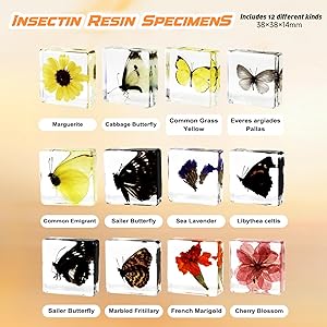12 Pcs Insect in Resin Specimen Bugs Collection Paperweights, Resin Insects Specimen Frame Decoration for Tabletop Wall Art Decoration Scientific Educational Display Supplies (12 PCS Butterflies)