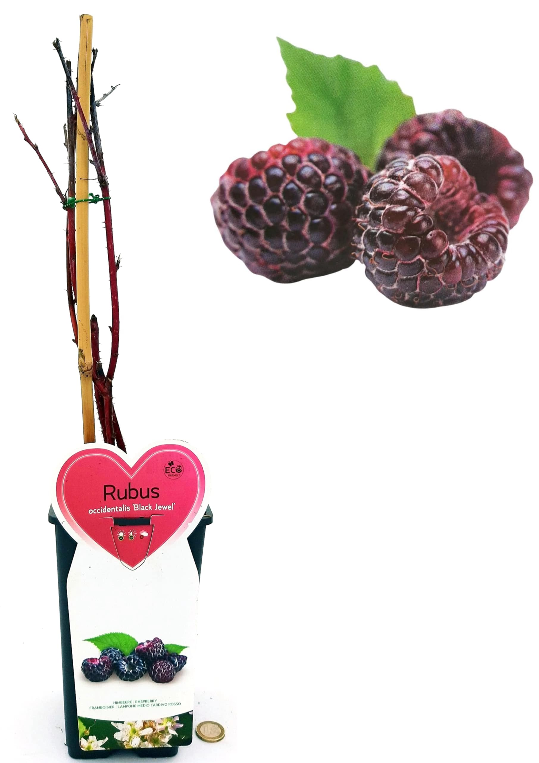 POWERS TO FLOWERS - RUBUS OCCIDENTALIS BLACK JEWEL, PIANTA DI LAMPONE NERO, piante vere