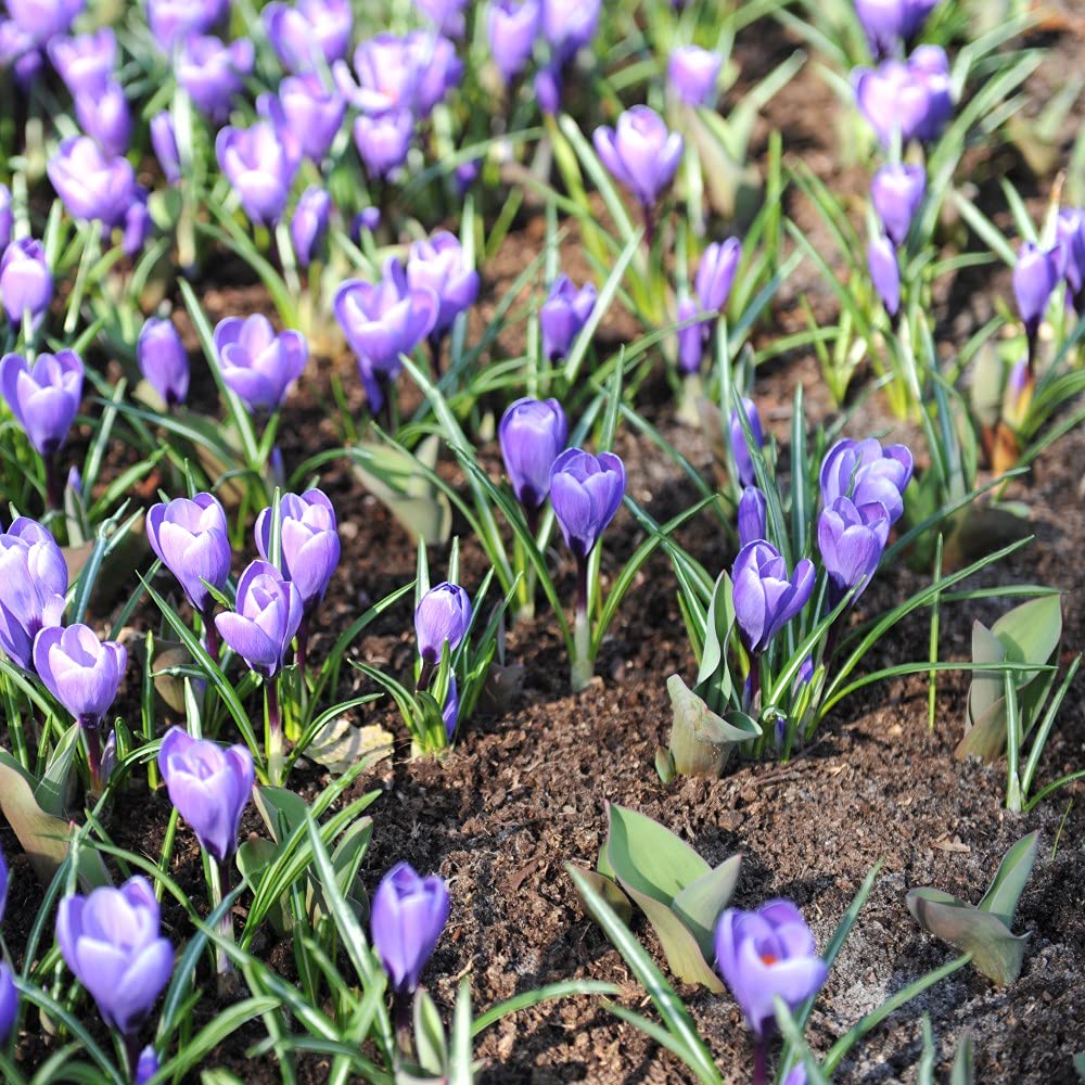 Crocus Grand Maitre 16 Bulbs Hardy Flowering Garden Plants by T&M