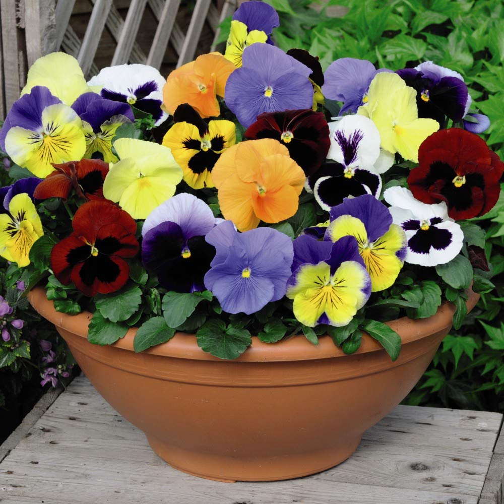 Early Spring Flowering Scented Pansy Plants Pansies 'Most Scented' Mix Viola x wittrockiana Hardy Biennial Easy to Grow Your Own Outdoor Garden Flowers Plants 48 Plugs by Thompson and Morgan