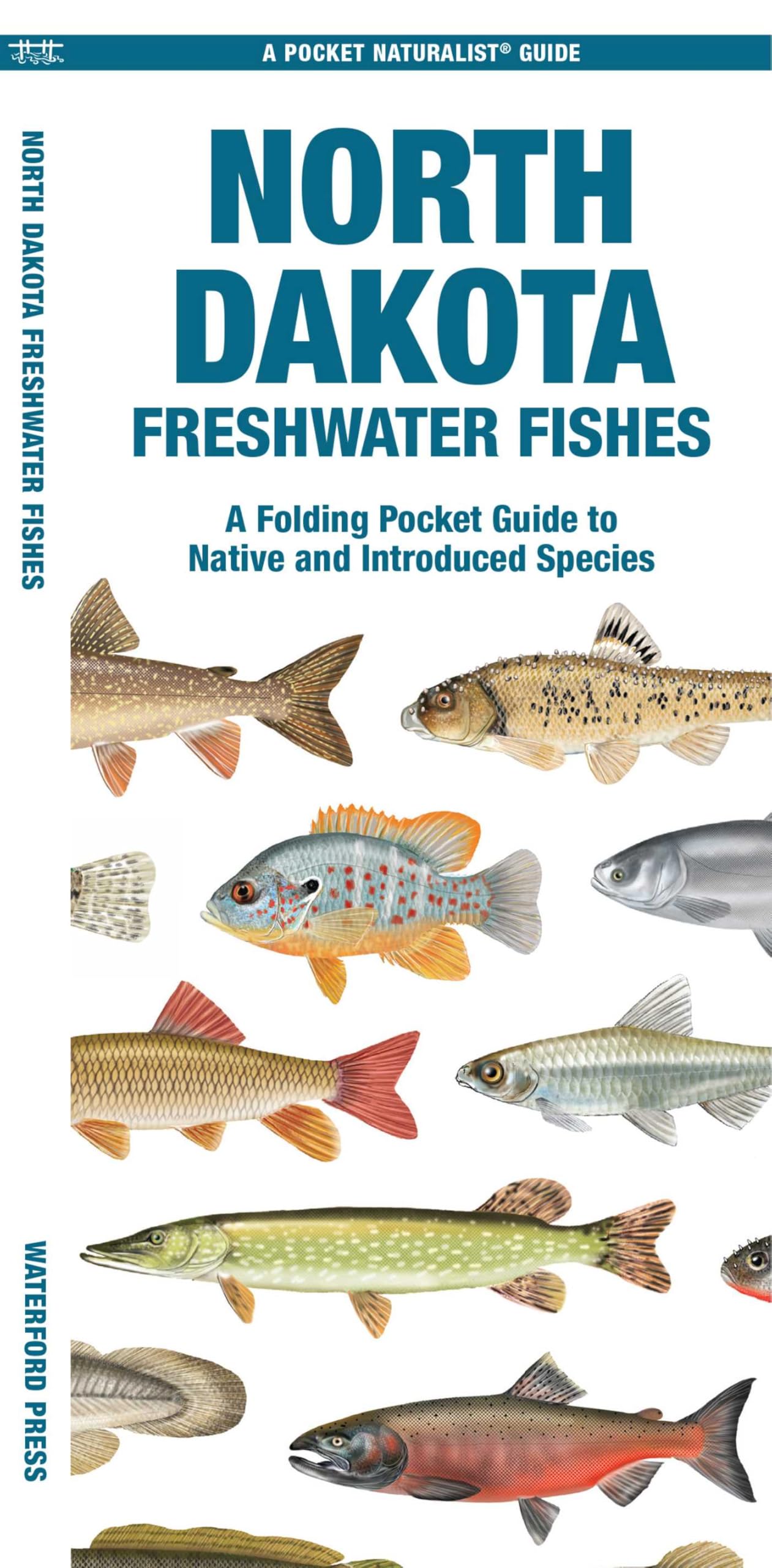 North Dakota Freshwater Fishes: A Folding Pocket Guide to Native and Introduced Species (Nature Observation North America)