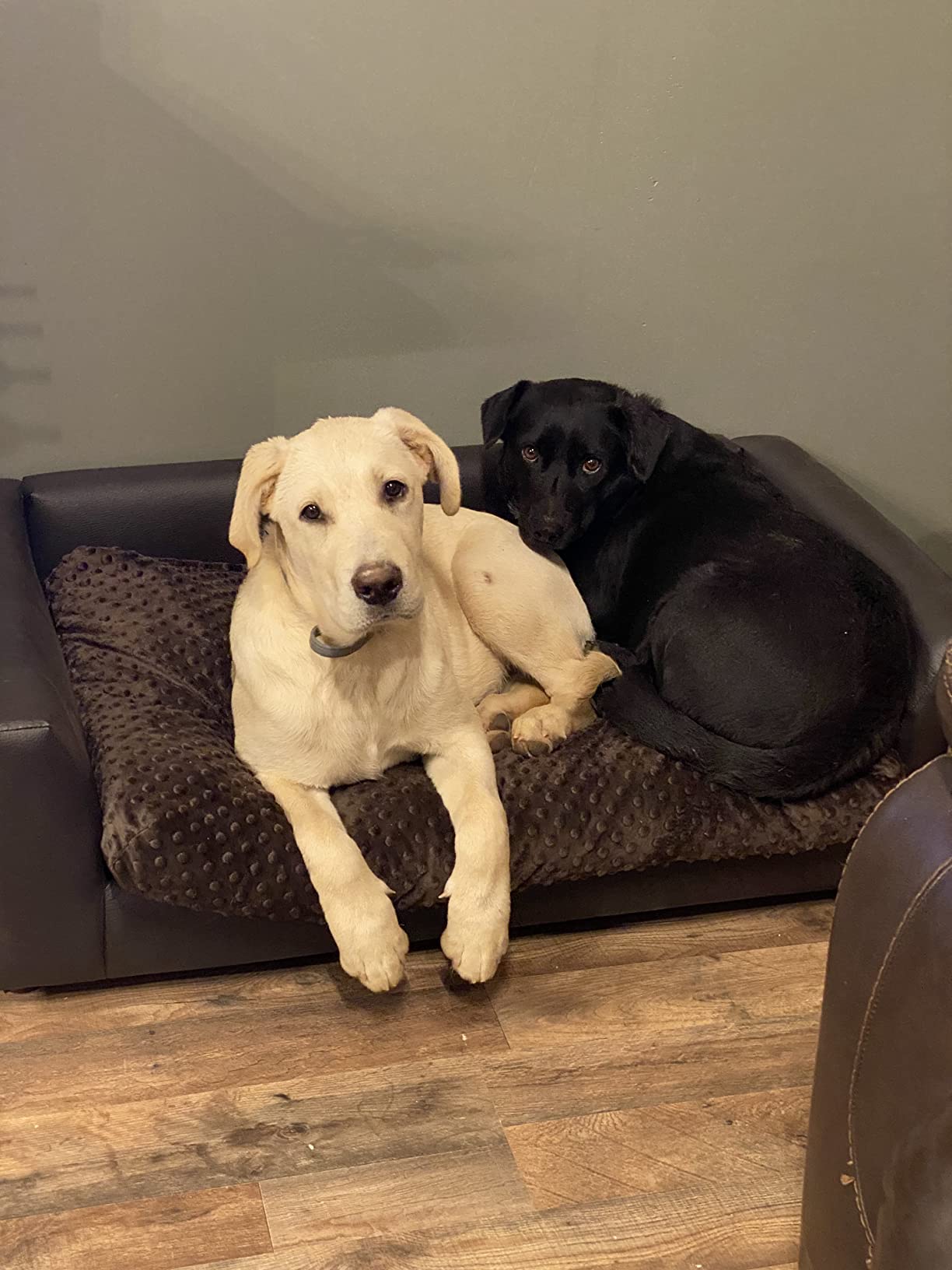 22/mo Finance Keet Fluffy Deluxe Pet Bed Sofa Buy Now, Pay Later