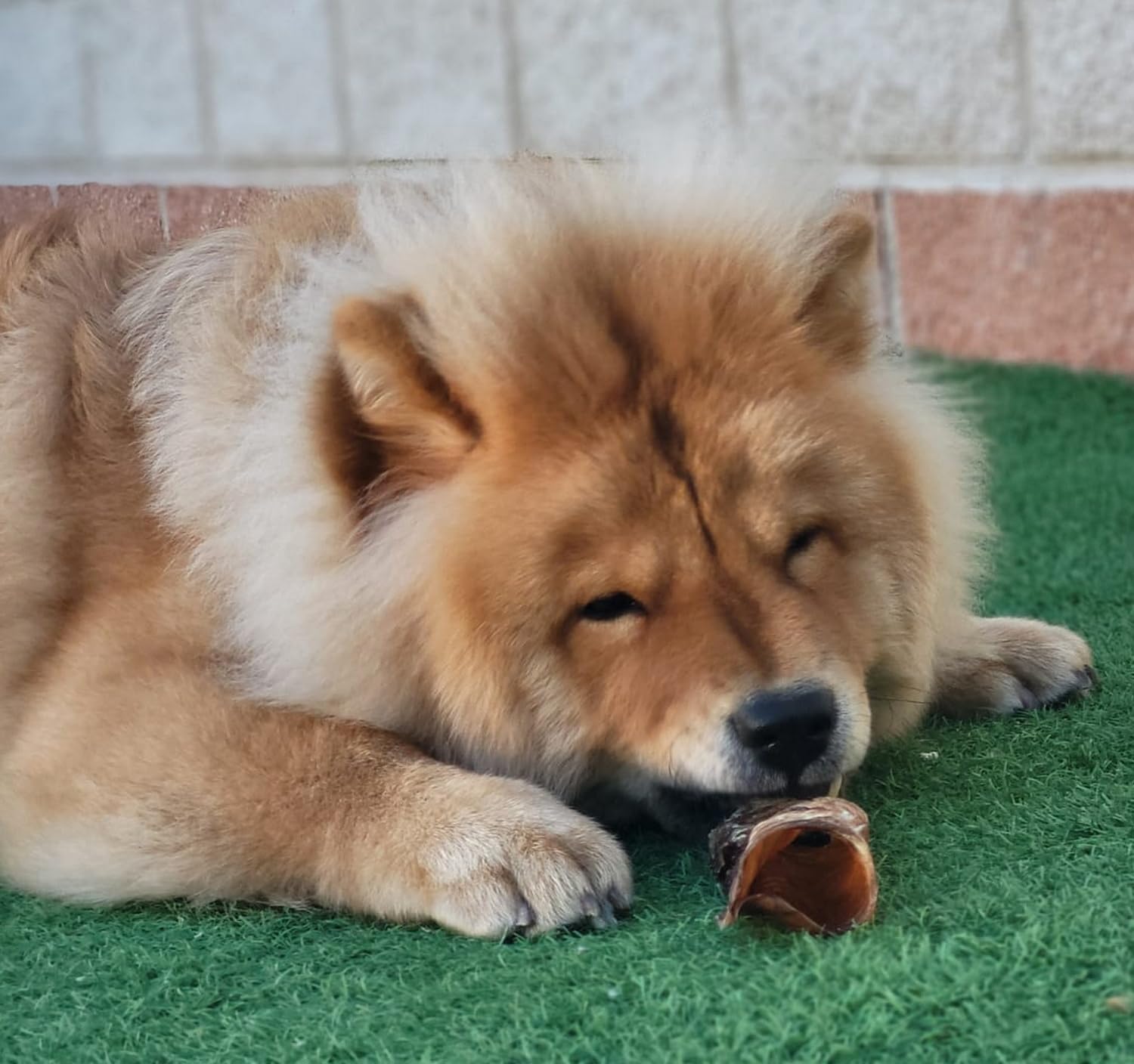 Tráqueas de Ternera para Perros y Cachorros, Anillas de 5 cm., 1 kg. | Snacks naturales deshidratados
