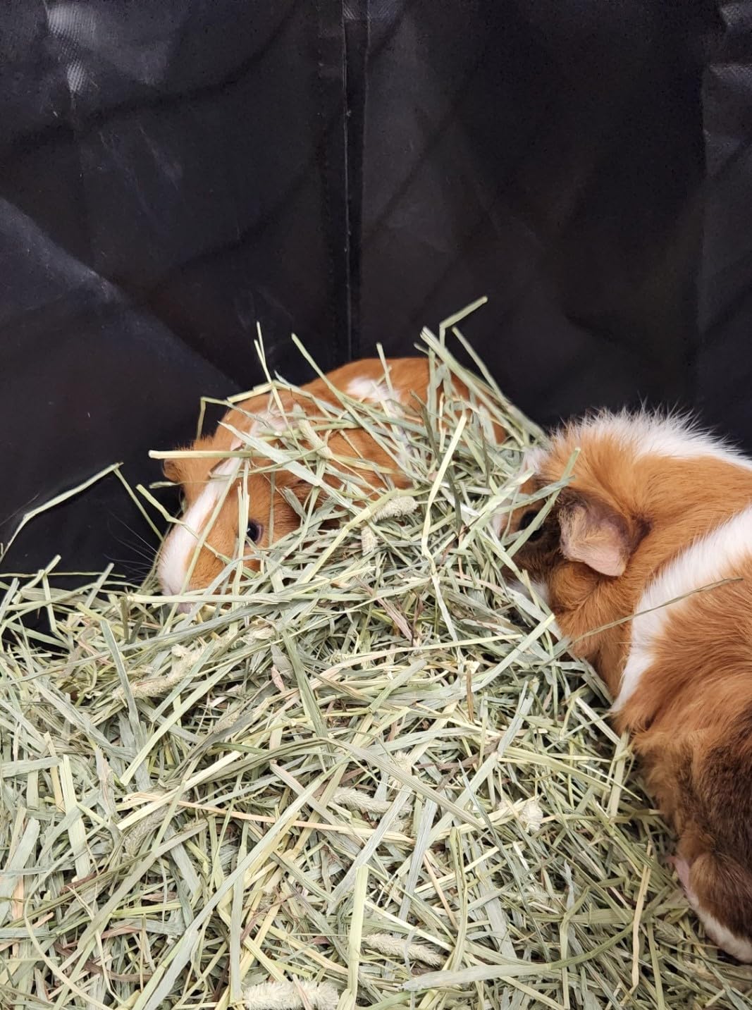 Hayzee Original Guinea Pig Hay Holder Feeder Litter Box Less Mess Encourages Natural Burrowing Instincts and Provides Ample Supply of Hay to Guinea Pigs and Rabbits (Black, 27" with Front) - image 3