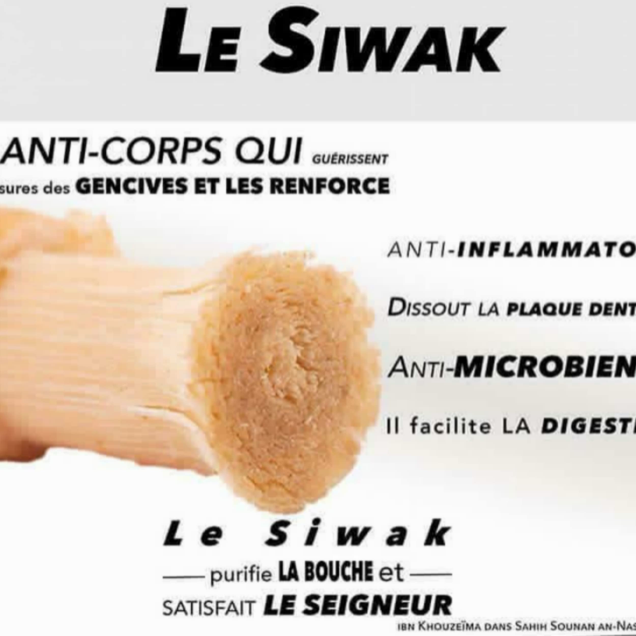 MSPURE Set di 12 bastoncini di Siwak con custodia – Spazzolino da denti 100% naturale – detergente, disinfettante e sbiancante, ecologico, biodegradabile e vegano [Soddisfatto o imbottito] (x10)