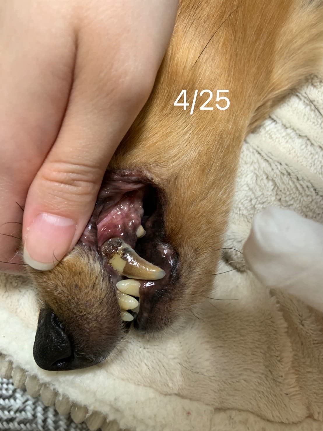 リデンタ 歯石ケアスプレー50ML 犬猫用 – REDENTA ONLINE STORE